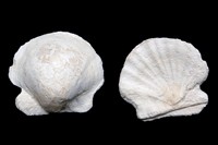 Neithea deshayana